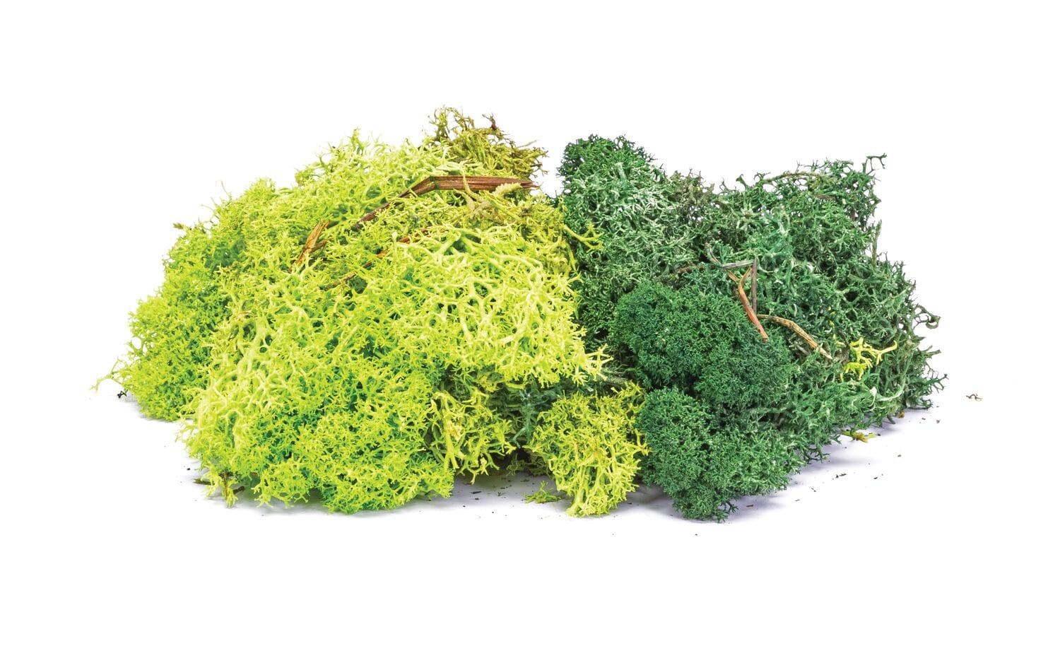 Empire Warehouse Model railways Hornby SkaleScenics R7194 Lichen - Green Mix